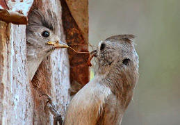 Oak Titmice - Susie Kelly