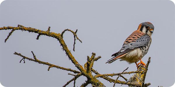 Kestrel - Larry Scheibel