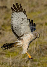 Northern Harrier - Larry Scheibel