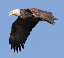 Bald Eagle - Don Bartling