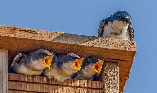 Tree Swallows by Susie Kelly