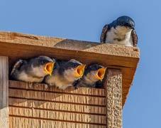 Tree Swallows - Susie Kelly