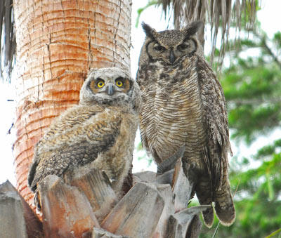 Great Horned Owls - Klaus Beyer