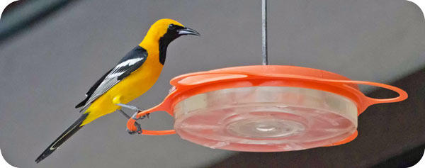 hooded oriole food