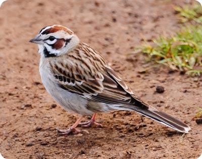 Lark Sparrow - Larry Scheibel