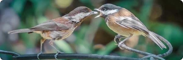 Chickadees - Susie Kelly
