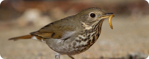 birds and mealworms