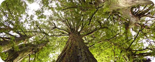 Indian Tree Redwoods