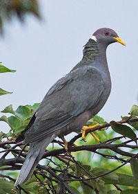 Band-tailed Pigeon - Doug Greenberg