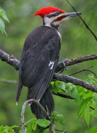 Pileated Woodpecker - Mark Moschell
