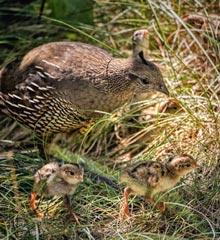 Quail - Jill Zwicky