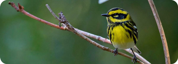 Townsend's Warbler - Elyse Omernick