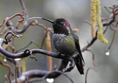 Hummingbird - Leslie Walker