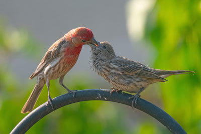 House Finches - Mark Schulist
