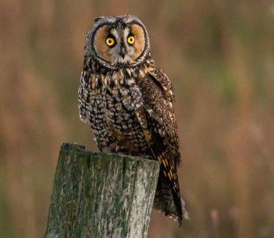 Long-eared Owl - Susie Kelly