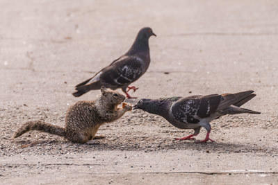 Squirrel and Pigeon - Susie Kelly