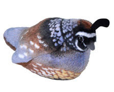 Audubon Quail