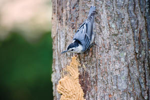 Nuthatch on Bark Butter