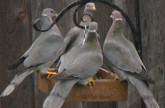 Band-tailed Pigeons by George Bousquette