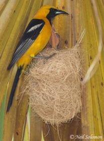 3 Types of Orioles Found in California! (2023) - Bird Watching HQ