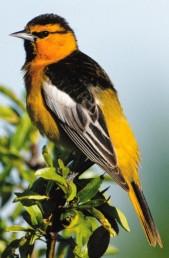 Bullock's Oriole  The Texas Breeding Bird Atlas