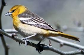 2 Types of Orioles Found in Washington state! – Nature Blog Network