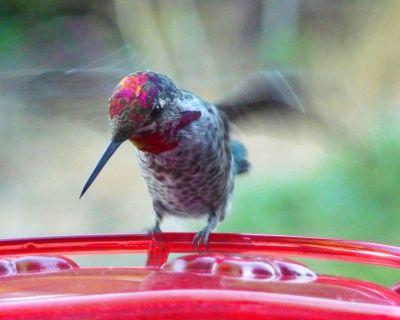 Anna's Hummingbird