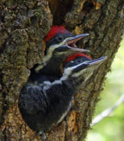 Pileated Woodpecker Chicks by Nanette Brichetto