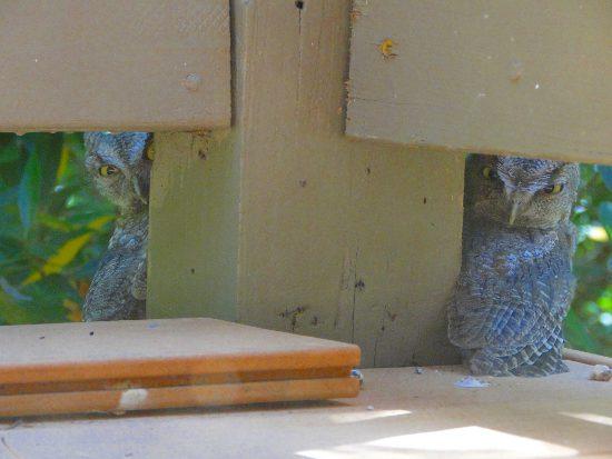 Schneider Screech Owls