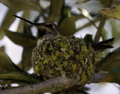 Mudd Hummingbird