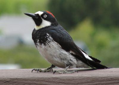Acorn Woodpecker by Pat DuMond