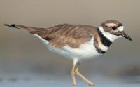 Killdeer