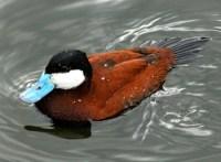 Ruddy Duck