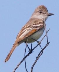 Ash-throated Flycatcher