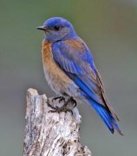 Western Bluebird