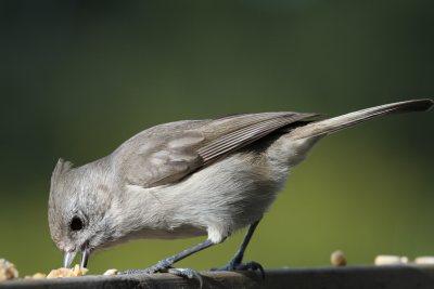 Oak Titmouse - Risa George