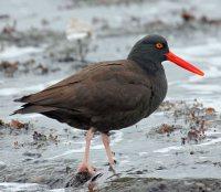 Black Oystercatcher