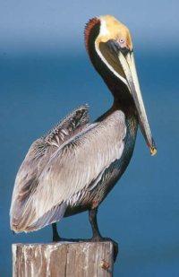 Brown Pelican