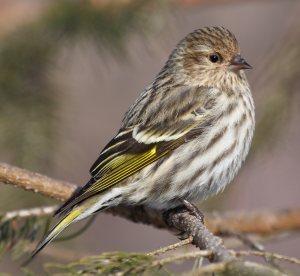 Pine Siskin