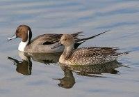 Northern Pintail