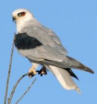 White-tailed Kite