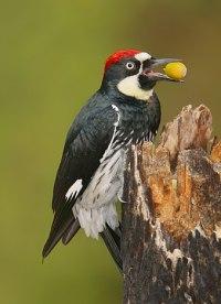 Acorn Woodpecker