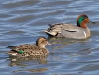 Green-winged Teal