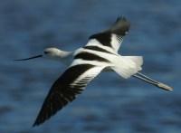 American Avocet