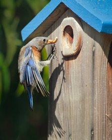Bluebird with Mealworm