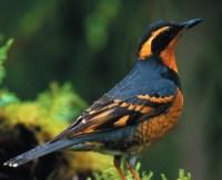 Varied Thrush