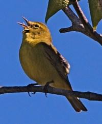 Orange-crowned Warbler