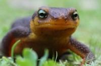 California Newt