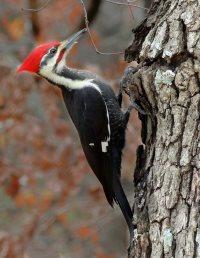 Pileated Woodpecker