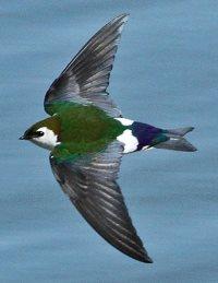 Violet-green Swallow